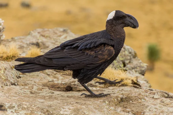 Cuervo Pico Grueso Corvus Crassirostris Las Montañas Simien Etiopía —  Fotos de Stock