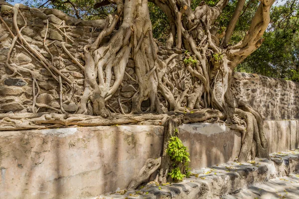 エチオピア ゴンドールのファシリダス風呂で成長する根 — ストック写真