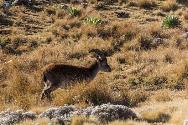 Walia Ibex Capra Walie Górach Simien Etiopia — Zdjęcie stockowe