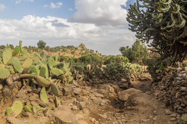 Valla Cactus Cerca Axum Etiopía — Foto de Stock