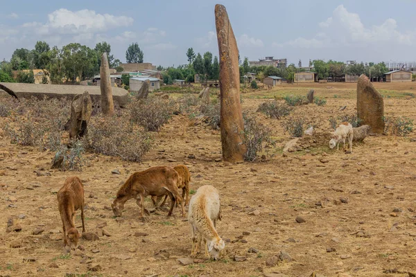 Moutons Champ Gudit Stelae Axum Éthiopie — Photo