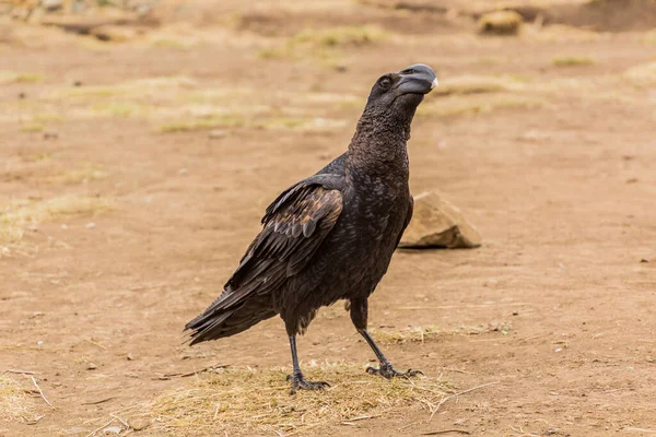 Corvo Dal Becco Grosso Corvus Crassirostris Nelle Montagne Simien Etiopia — Foto Stock