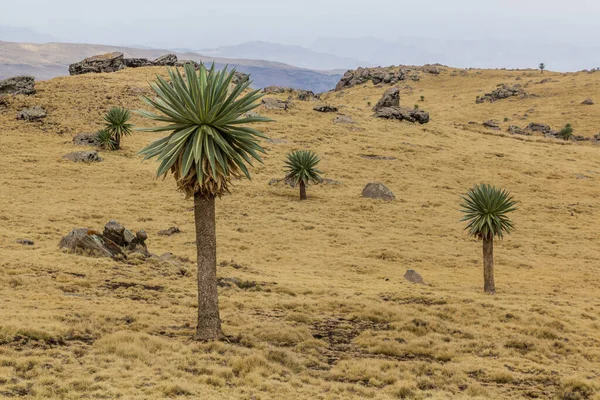 Paisaje Con Lobelias Gigantes Lobelia Rhynchopetalum Las Montañas Simien Etiopía — Foto de Stock