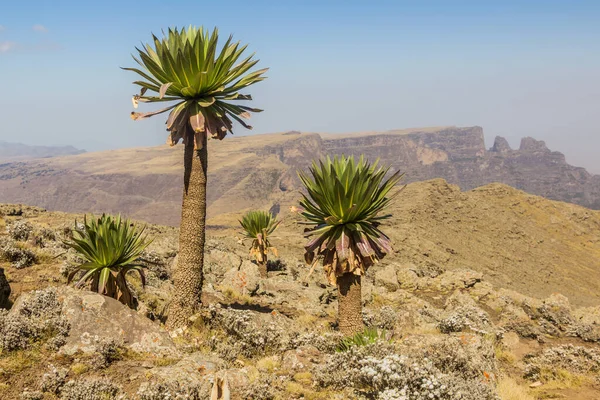 Lobelias Gigantes Lobelia Rhynchopetalum Las Montañas Simien Etiopía — Foto de Stock