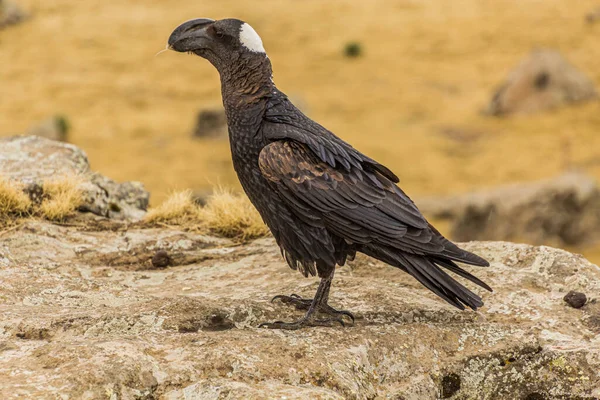 Cuervo Pico Grueso Corvus Crassirostris Las Montañas Simien Etiopía —  Fotos de Stock