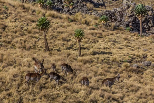 Walia Ibexes Capra Walie Nas Montanhas Simien Etiópia — Fotografia de Stock