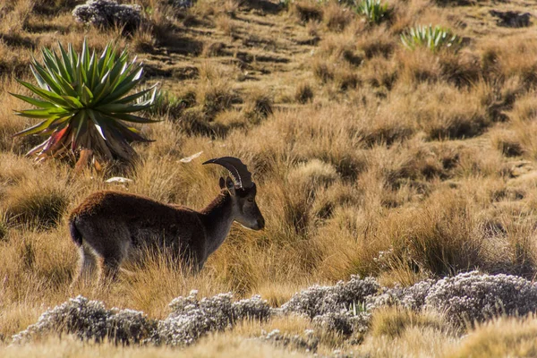 Walia Ibex Capra Walie Górach Simien Etiopia — Zdjęcie stockowe