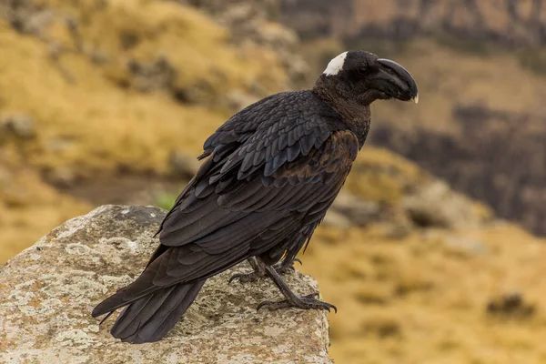Cuervo Pico Grueso Corvus Crassirostris Las Montañas Simien Etiopía —  Fotos de Stock