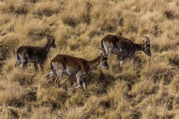 Walia Ibexes Capra Walie Dans Les Montagnes Simien Ethiopie — Photo