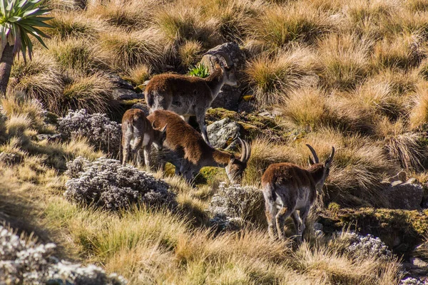 Walia Ibexes Capra Walie Las Montañas Simien Etiopía — Foto de Stock