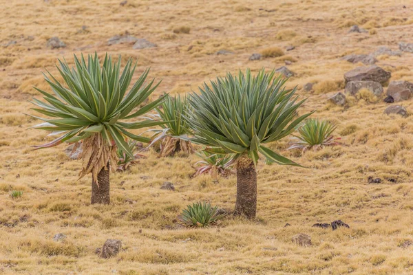 Lobelia Gigante Lobelia Rhynchopetalum Las Montañas Simien Etiopía — Foto de Stock