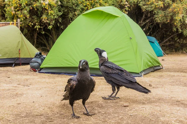 Cuervo Pico Grueso Corvus Crassirostris Sankaber Camping Las Montañas Simien —  Fotos de Stock