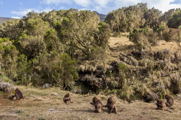 Мавпи Гелада Theropithecus Gelada Горах Сімієн Ефіопія — стокове фото