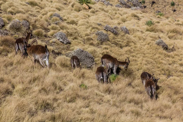 Walia Ibexes Capra Walie Nas Montanhas Simien Etiópia — Fotografia de Stock