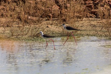 Dakhla vahasında Kara Kanatlı stilt (Himantopus himantopus), Mısır