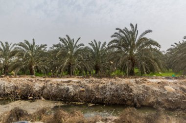 Bahariya vahasında tarlalar ve palmiye ağaçları, Mısır