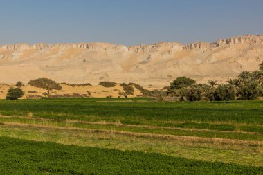 Dakhla vahasının manzarası, Mısır