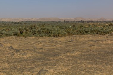 Bahariya vahası, Mısır manzarası