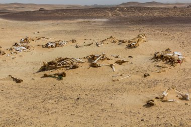 Bahariya vahası yakınlarındaki bir çölde hayvan kemikleri, Mısır