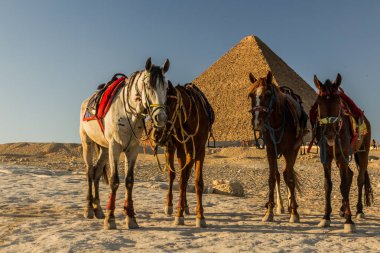 Büyük Giza Piramitleri 'nin önündeki atlar, Mısır