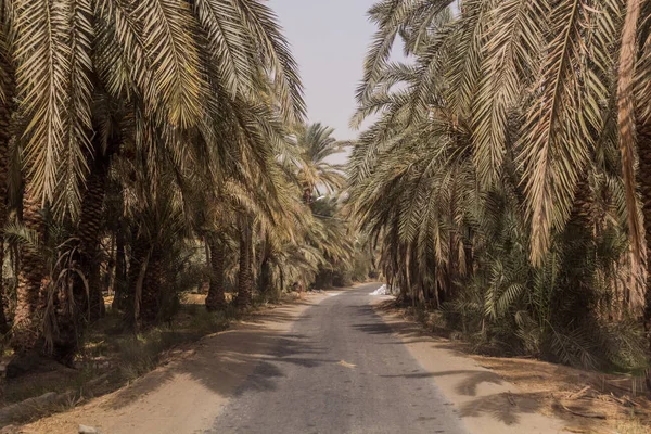 Road Palm Grove Bahariya Oasis Egypt — Stock Photo, Image