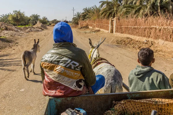 Dakhla Egypt Luty 2019 Jazda Wózku Osła Oazie Dakhla Egipt — Zdjęcie stockowe