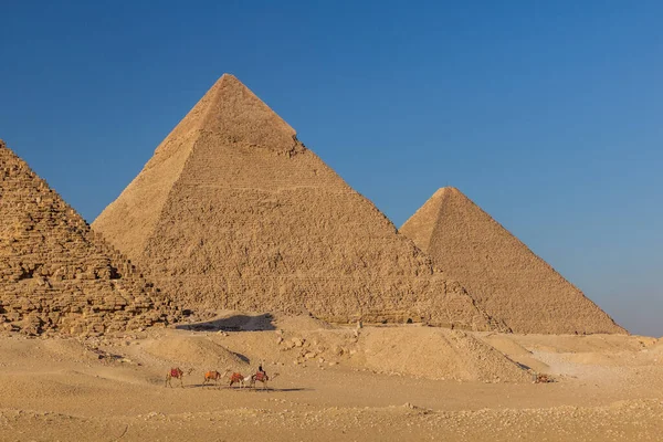 Wielbłądy Przed Wielkimi Piramidami Gizie Egipt — Zdjęcie stockowe