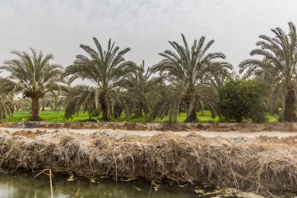 Campi Palme Nell Oasi Bahariya Egitto — Foto Stock