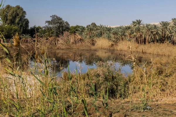 Dakhla Vahasında Küçük Bir Gölet Mısır — Stok fotoğraf