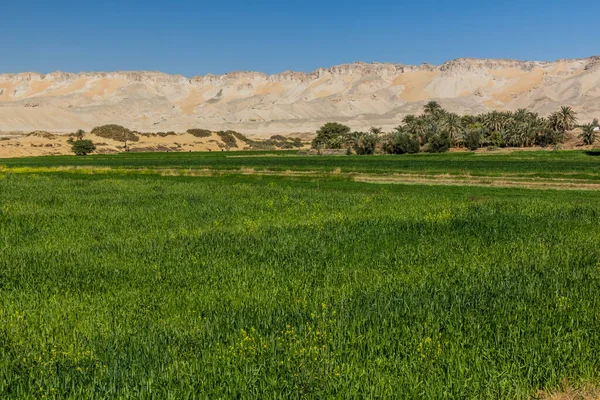 Felder Der Oase Dakhla Ägypten — Stockfoto