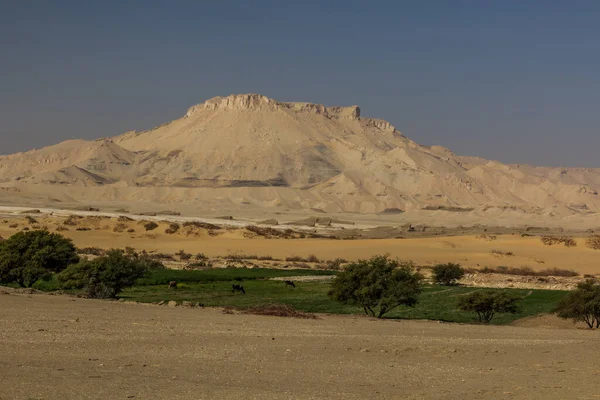 ダフラのオアシス エジプトの眺め — ストック写真