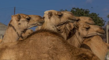 Hargeisa 'daki deve pazarı, Somaliland' ın başkenti