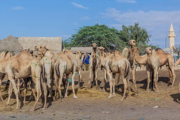 View Camel Market Hargeisa Capital Somaliland — Stock Photo, Image