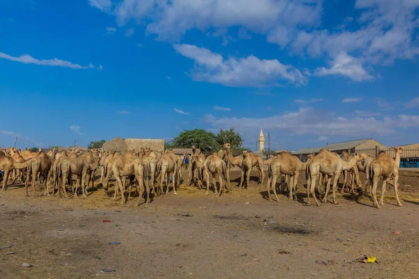 Widok Rynek Wielbłądów Hargeisa Stolicy Somalilandu — Zdjęcie stockowe