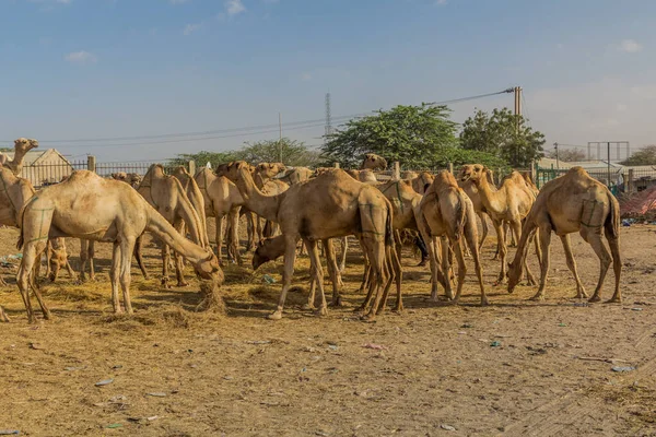 Camel Market Hargeisa Capital Somaliland — Stock Photo, Image