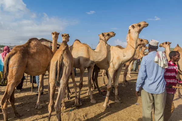 Hargeisa Somaliland Kwiecień 2019 Widok Rynek Wielbłądów Hargeisa Stolicy Somalii — Zdjęcie stockowe