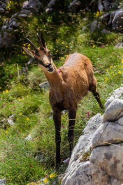 Bulgaristan 'ın Pirin dağlarında Balkan çadırı (Rupicapra rupicapra balcanica)