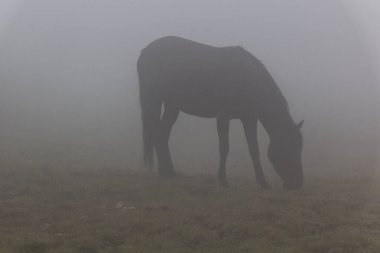 Bulgaristan 'ın Rila dağlarındaki puslu at manzarası