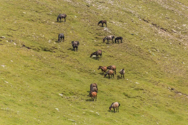 Άλογα Βοσκότοπο Στα Βουνά Ρίλα Της Βουλγαρίας — Φωτογραφία Αρχείου
