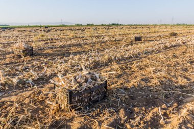 İran 'da bir tarlada sandık sandık sarımsak