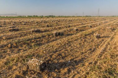 İran 'da bir tarlada sandık sandık sarımsak