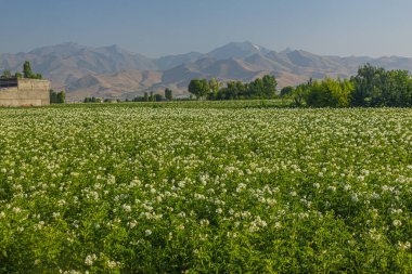 İran 'ın Hamadan kenti yakınlarında patates tarlası