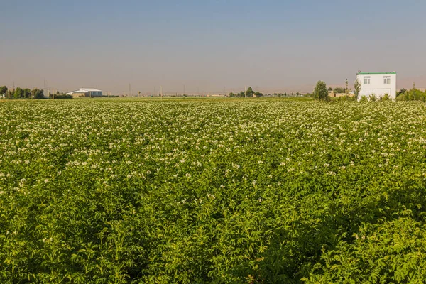 Potatisfält Nära Hamadan Iran — Stockfoto