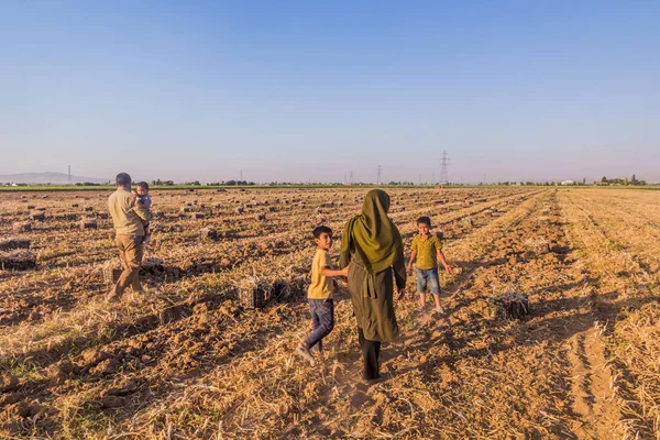 Bahar Iran Ιουλίου 2019 Αγροτική Οικογένεια Στο Χωράφι Τους Σκόρδα — Φωτογραφία Αρχείου