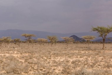 View of a landscape in Somaliland