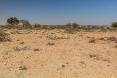 Arid landscape of central Somaliland