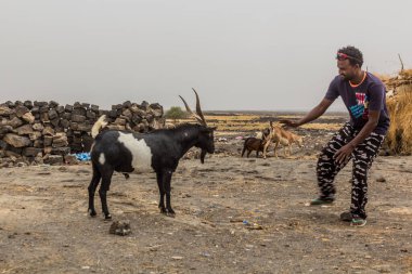 AFAR, ETHIOPIA - MARCH 25, 2019: Man fighting a goat in Dodom village under Erta Ale volcano in Afar depression, Ethiopia