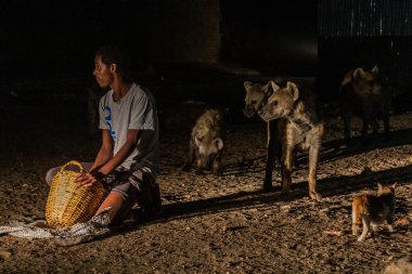 HARAR, ETHIOPIA - APRIL 8, 2019: Hyenas in the streets of Harar, Ethiopia. They gather every evening on a specific spot to be fed.