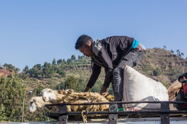 LALIBELA, ETHIOPIA - MARCH 31, 2019: Loading sheep on a minibus roof in Lalibela, Ethiopia