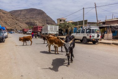 DANAKIL, ETHIOPIA - MARCH 25, 2019: Cows in a village in Afar region, Ethiopia.
